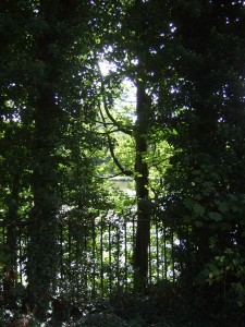 Bäume.