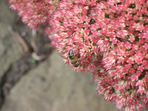Die Bienchen und die Blümchen...